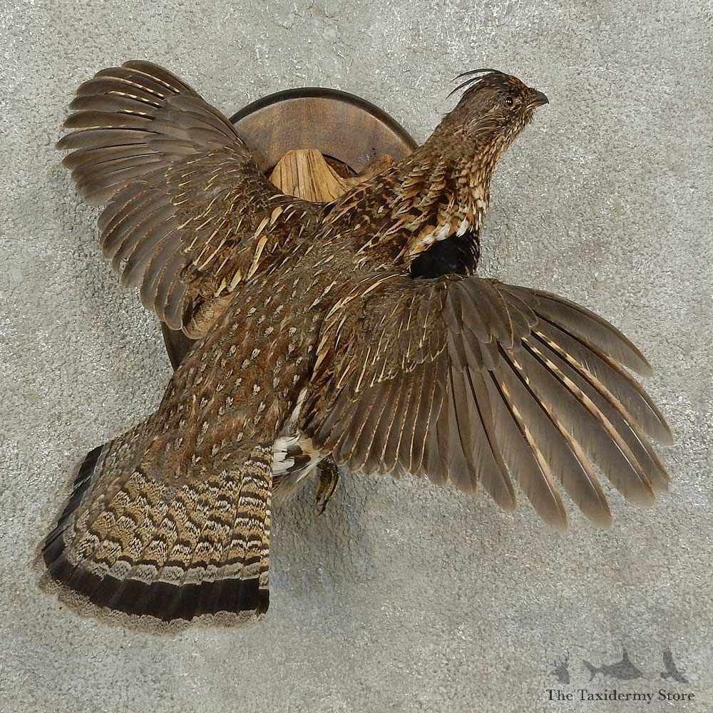 Ruffed Grouse Bird Mount For Sale #16925 @ The Taxidermy Store