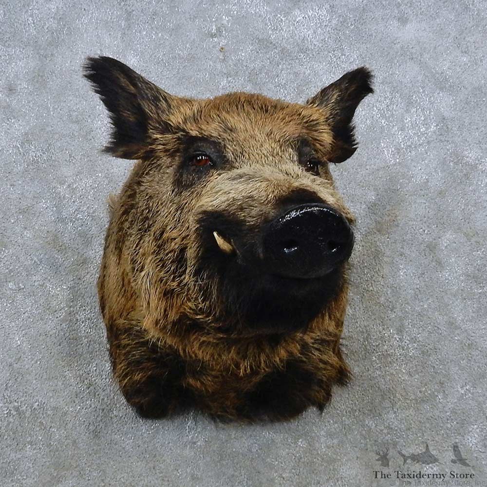 Wild Boar Shoulder Mount For Sale #15039 @ The Taxidermy Store