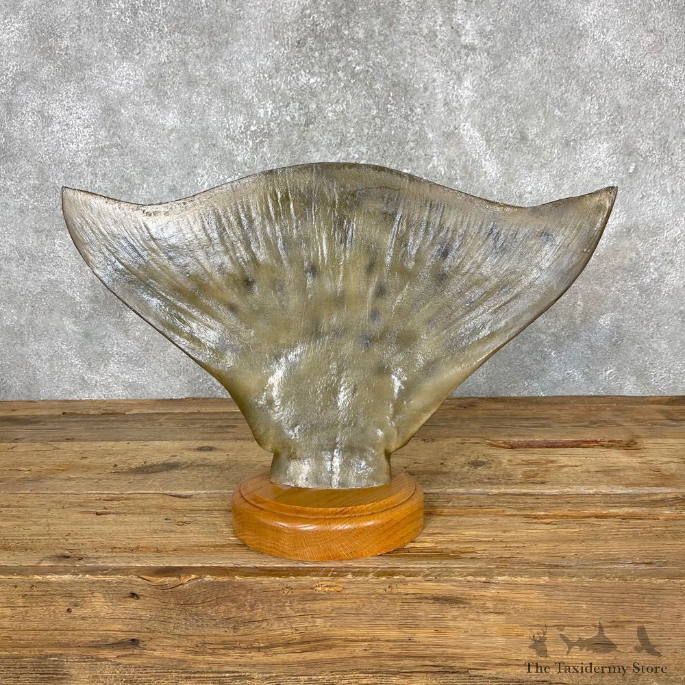 Halibut Tail Taxidermy Fish Mount #24404 For Sale @ The Taxidermy Store