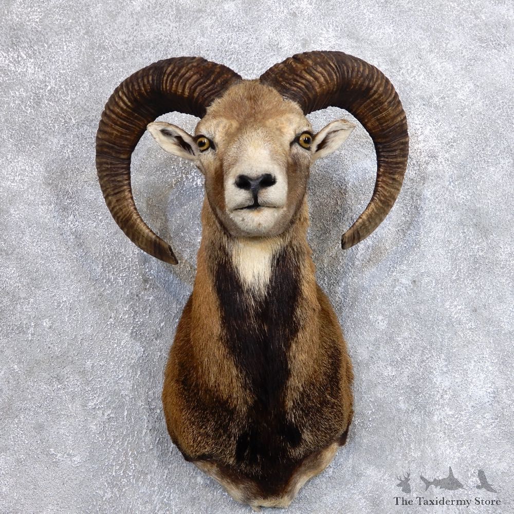 Mouflon Ram Shoulder Mount For Sale #18731 @ The Taxidermy Store
