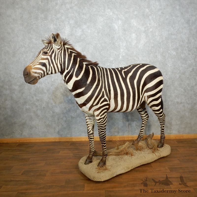 African Zebra Life Size Taxidermy Mount #17963 For Sale @ The Taxidermy Store