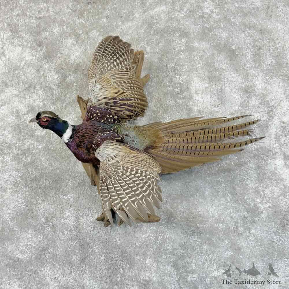 Ringneck Pheasant Bird Mount For Sale #31456 @ The Taxidermy Store