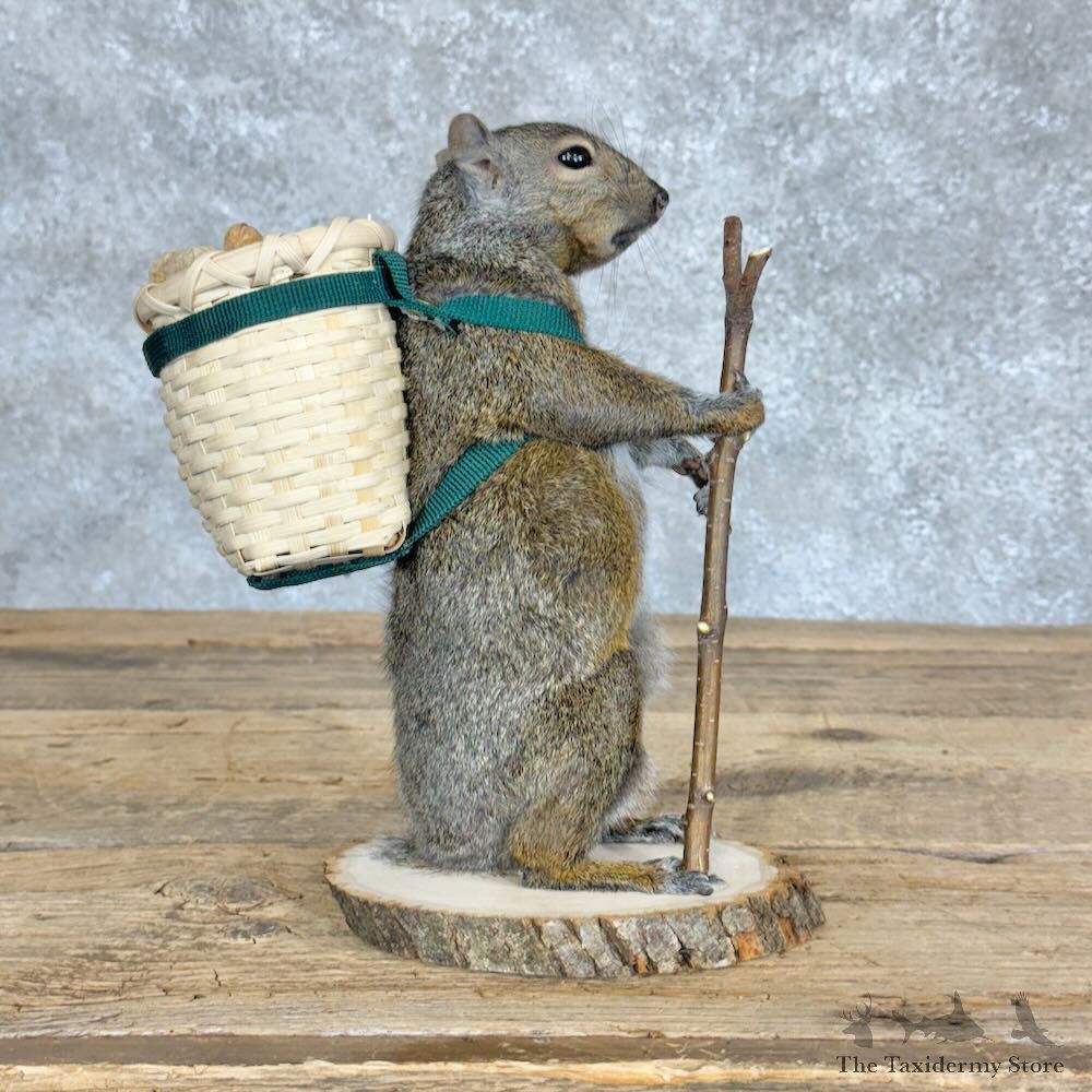 Hiking Squirrel Novelty Mount For Sale #28932 @ The Taxidermy Store