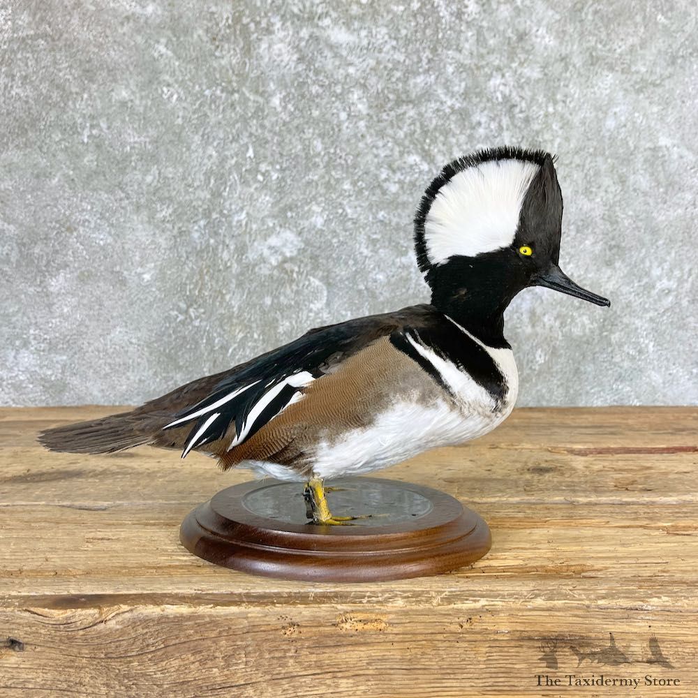 Hooded Merganser Duck Bird Mount For Sale #26669 @ The Taxidermy Store