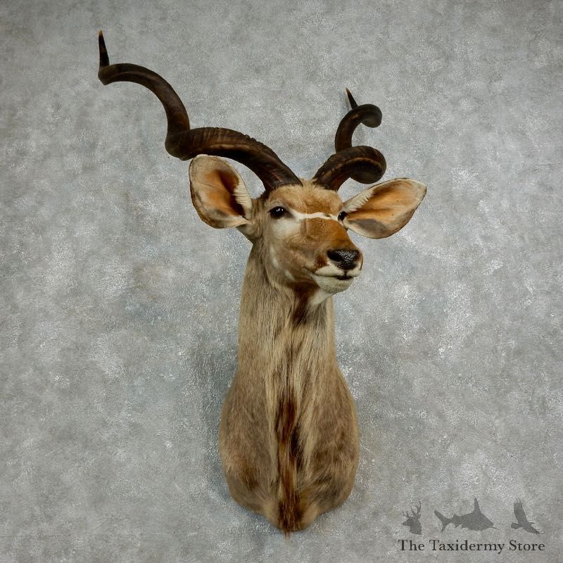 Greater Kudu Shoulder Mount For Sale #17624 @ The Taxidermy Store