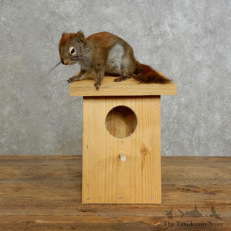 Red Squirrel & Birdhouse Mount For Sale #17198 @ The Taxidermy Store
