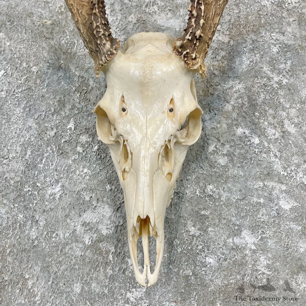 Whitetail Deer Skull European Mount For Sale #26985 @ The Taxidermy Store