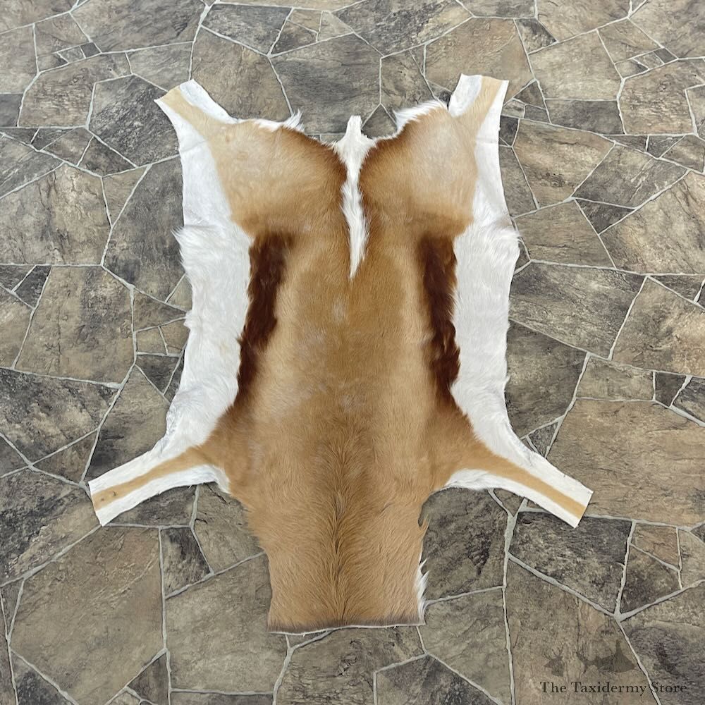 Springbok Taxidermy Hide For Sale #27898 @ The Taxidermy Store