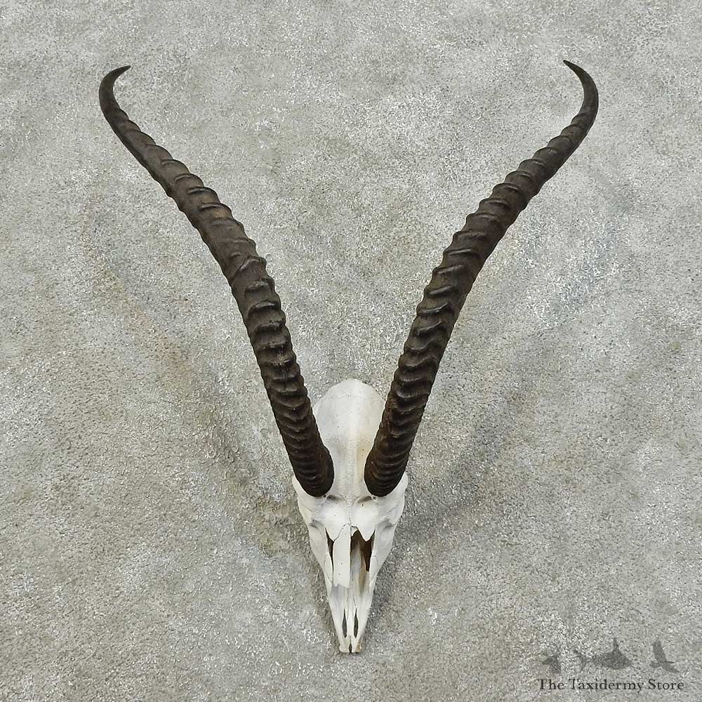 Robert’s Gazelle Skull European Mount For Sale #16020 @ The Taxidermy Store