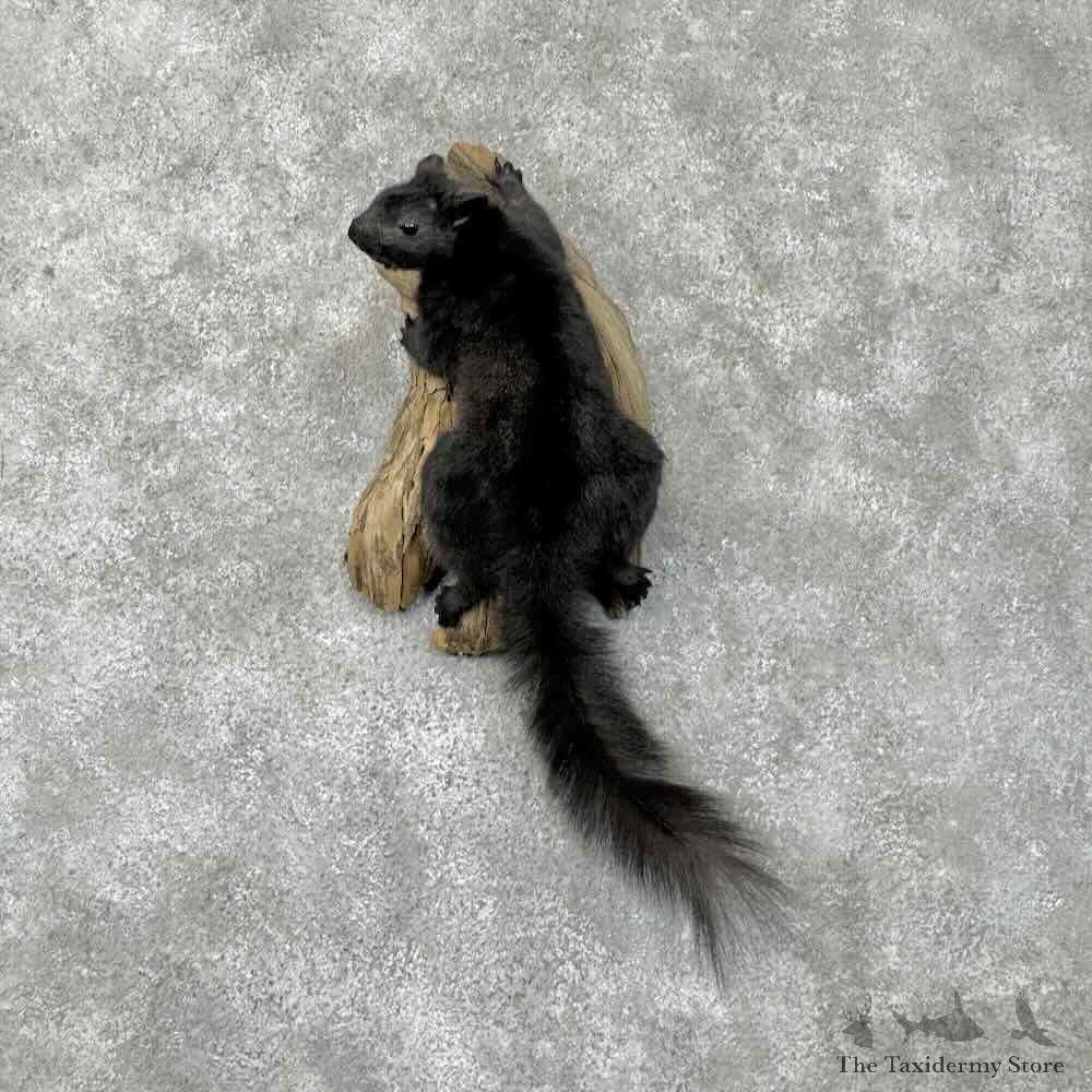 Black Squirrel Life-Size Mount For Sale #30466 @ The Taxidermy Store