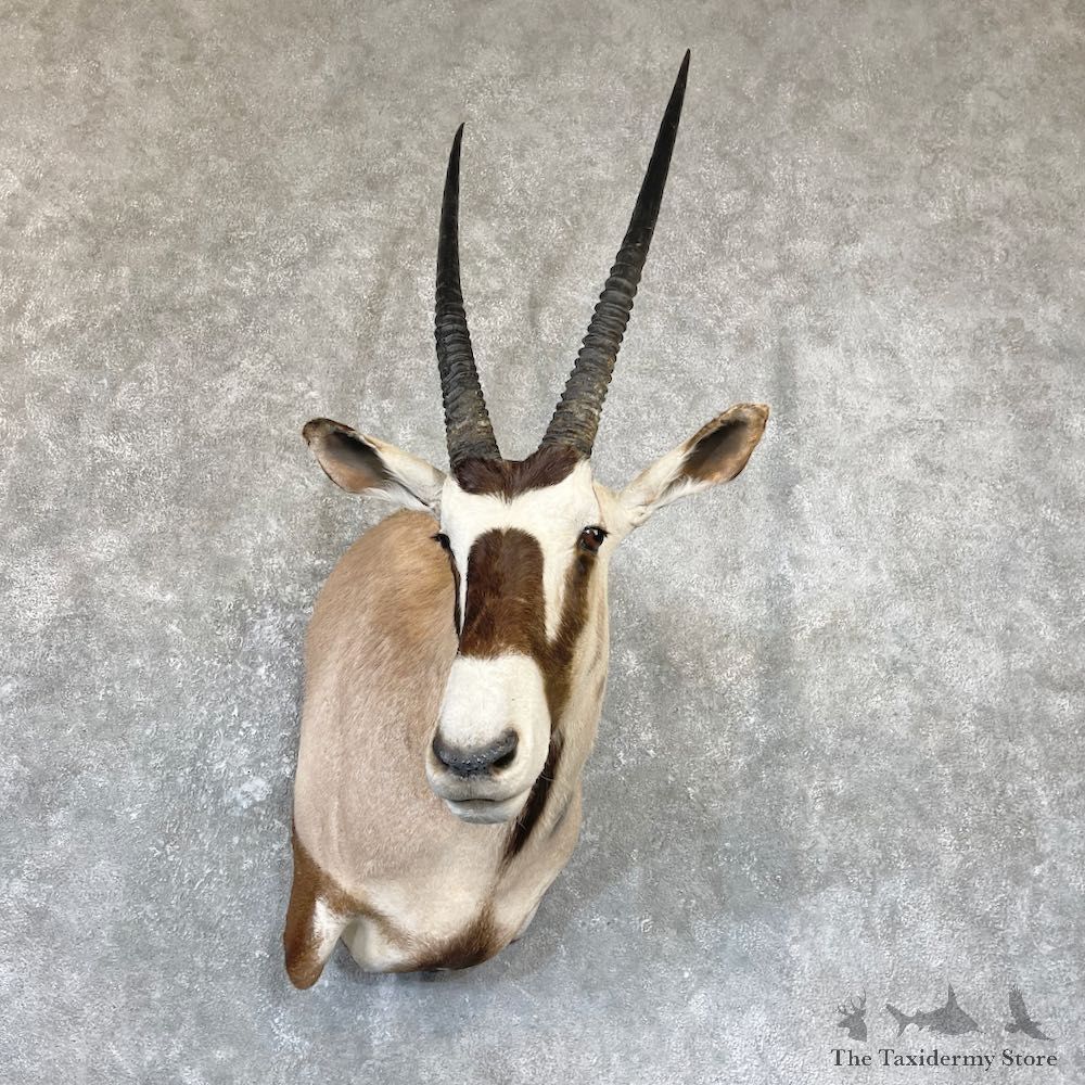 Kalahari Gemsbok Oryx Shoulder Mount For Sale #26687 @ The Taxidermy Store