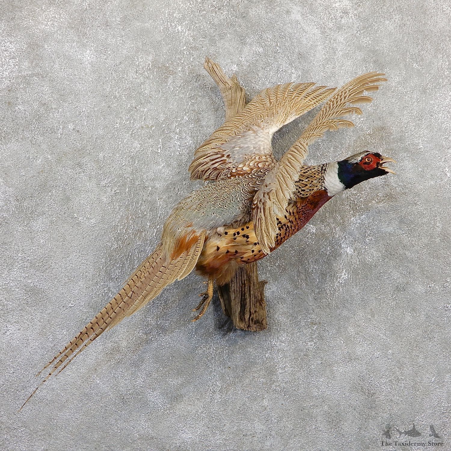 Ringneck Pheasant Bird Mount For Sale #19338 @ The Taxidermy Store