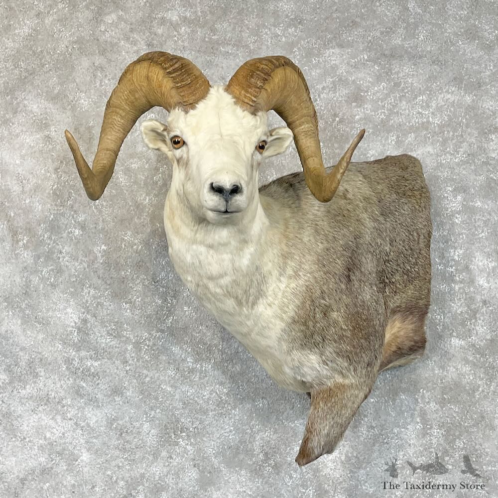 Stone Sheep 1/2 Life-Size Mount For Sale #28340 @ The Taxidermy Store