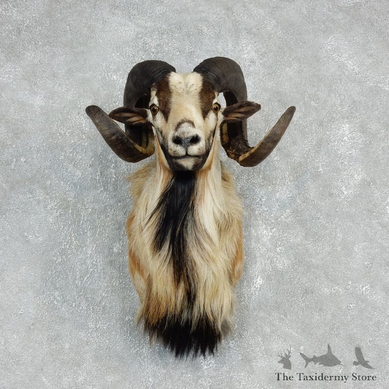 Corsican Ram Shoulder Mount For Sale #17910 @ The Taxidermy Store