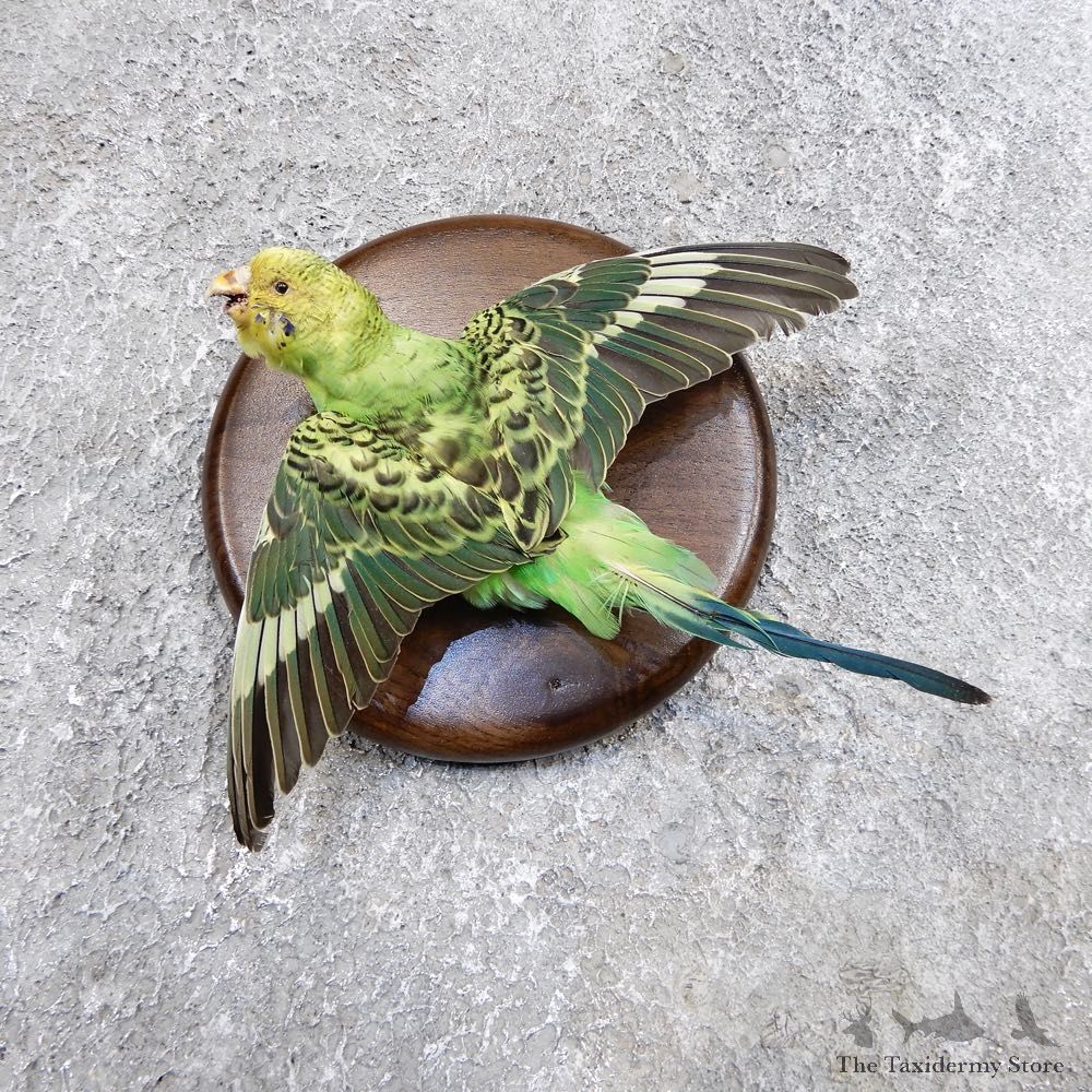 Parakeet Bird Mount For Sale #18580 @ The Taxidermy Store