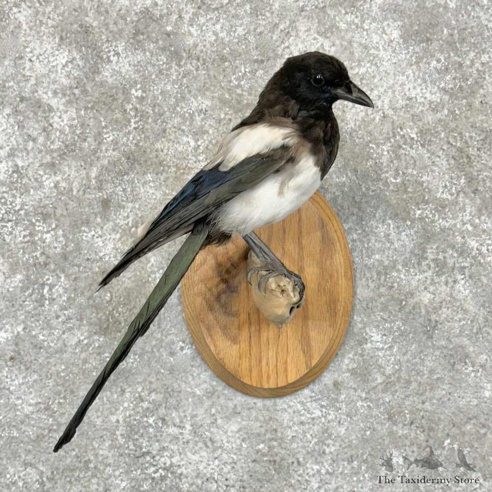 Eurasian Magpie Bird Mount For Sale #29330 - The Taxidermy Store