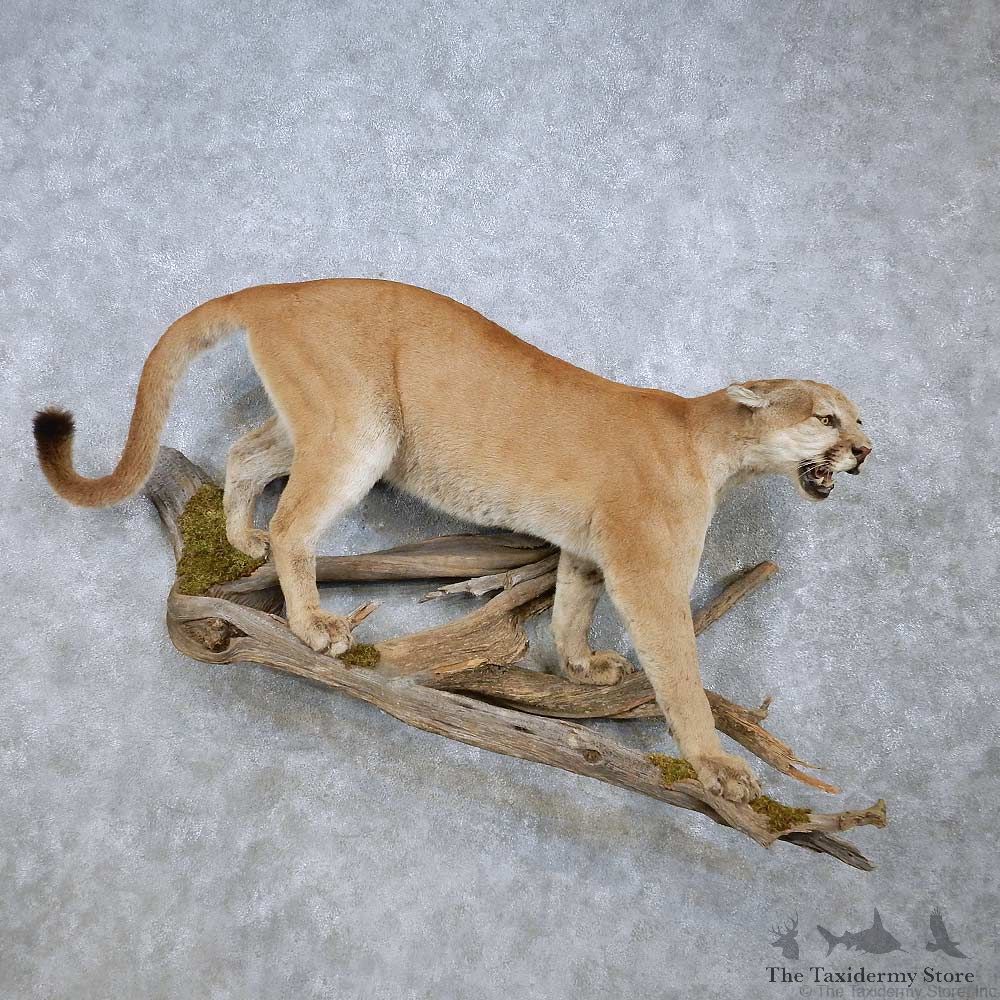 Mountain Lion Life-Size Mount For Sale #14581 @ The Taxidermy Store