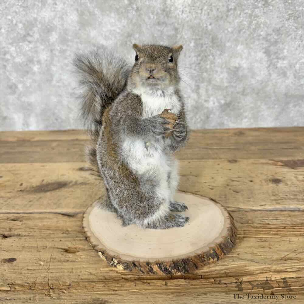 Grey Squirrel Life-Size Mount For Sale #31823 @ The Taxidermy Store