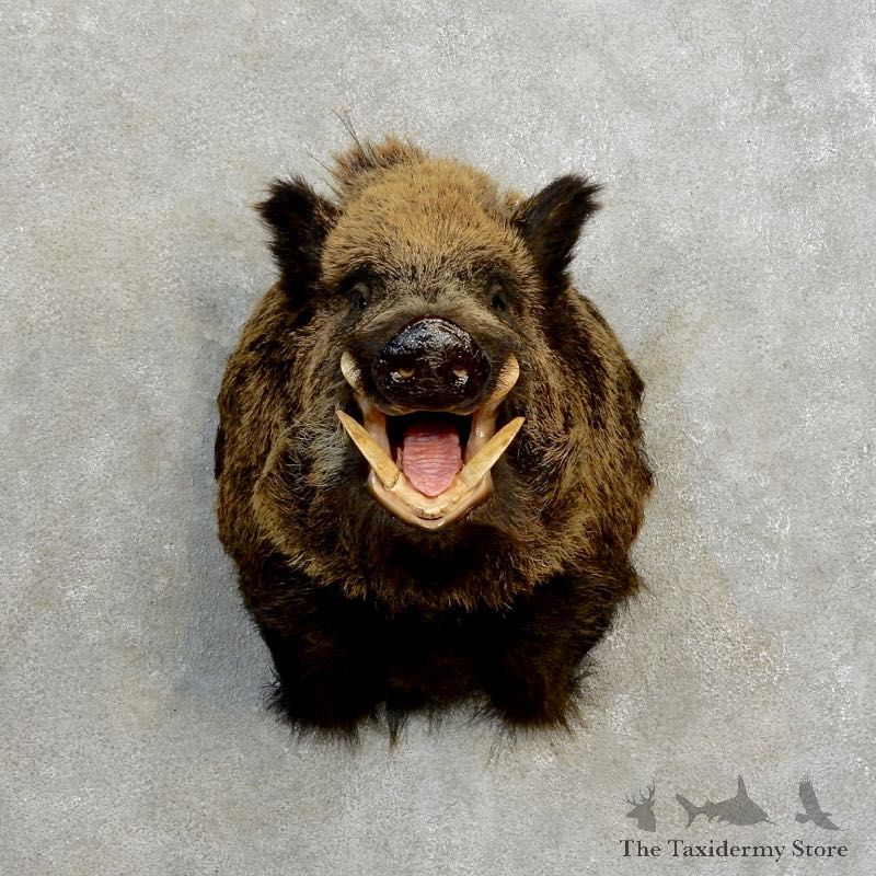 Wild Boar Shoulder Mount For Sale #17177 @ The Taxidermy Store