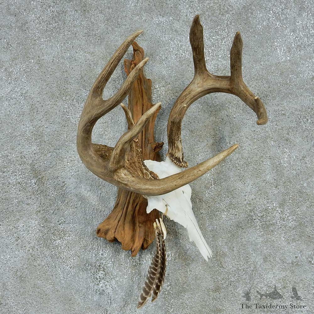 Whitetail Skull & Antlers Taxidermy Mount #13250 For Sale @ The Taxidermy Store