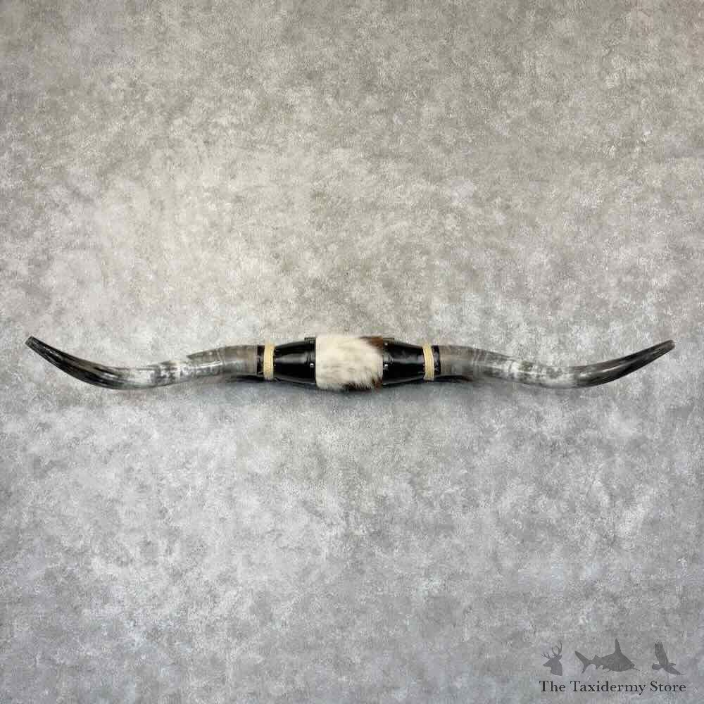 Longhorn Steer Plaque For Sale #30782 @ The Taxidermy Store