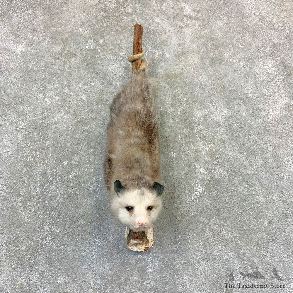 Wall Hanging Opossum Mount For Sale #23195 @ The Taxidermy Store