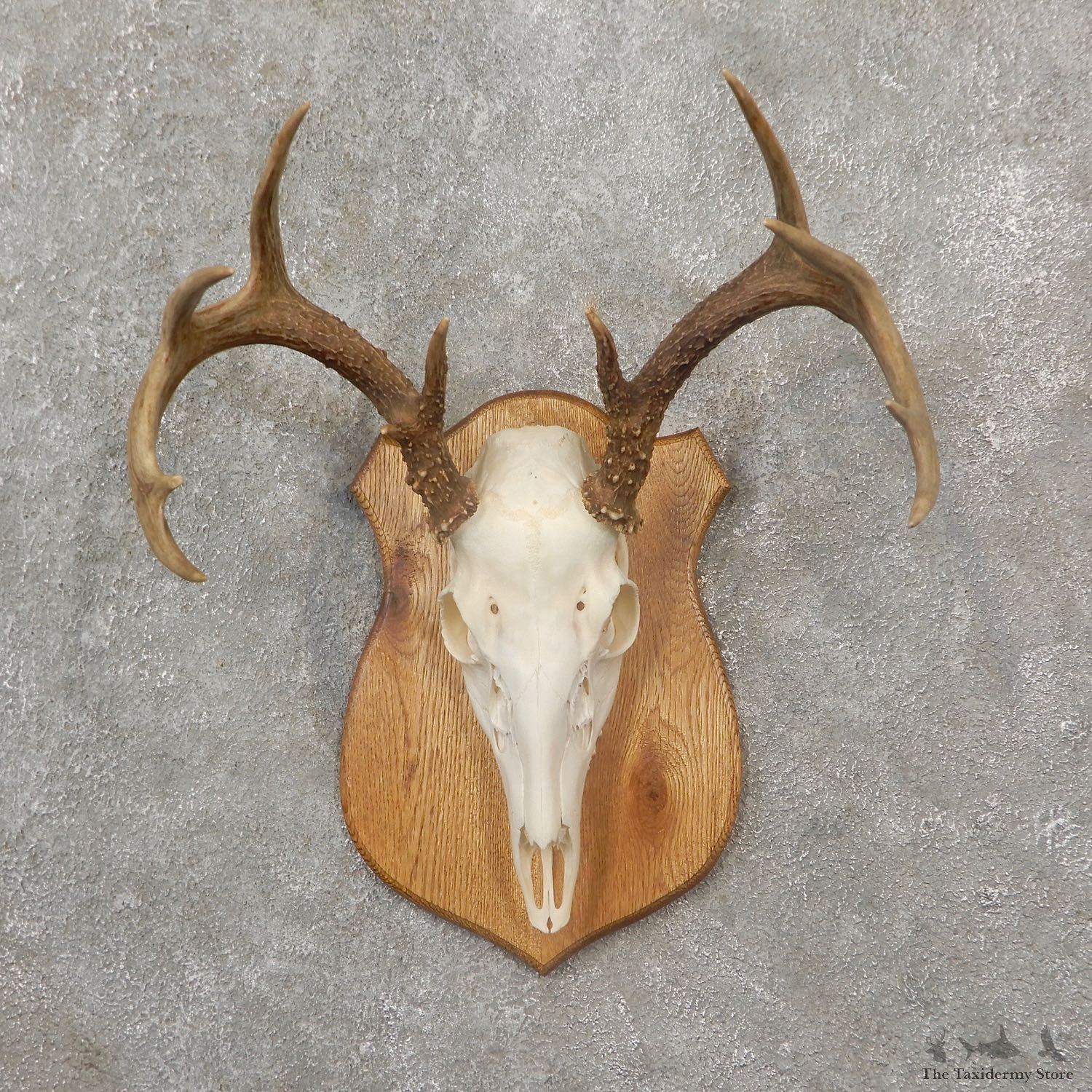 Whitetail Deer Skull European Mount For Sale #19259 @ The Taxidermy Store