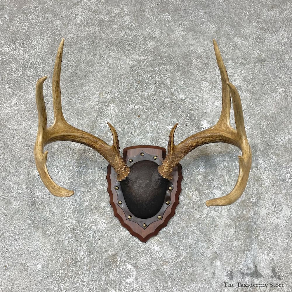 Whitetail Deer Antler Plaque Mount For Sale #25374 @ The Taxidermy Store