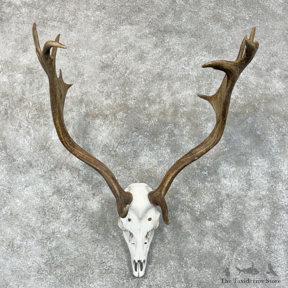 Fallow Deer Skull Antler European Mount For Sale #29422 @ The Taxidermy Store
