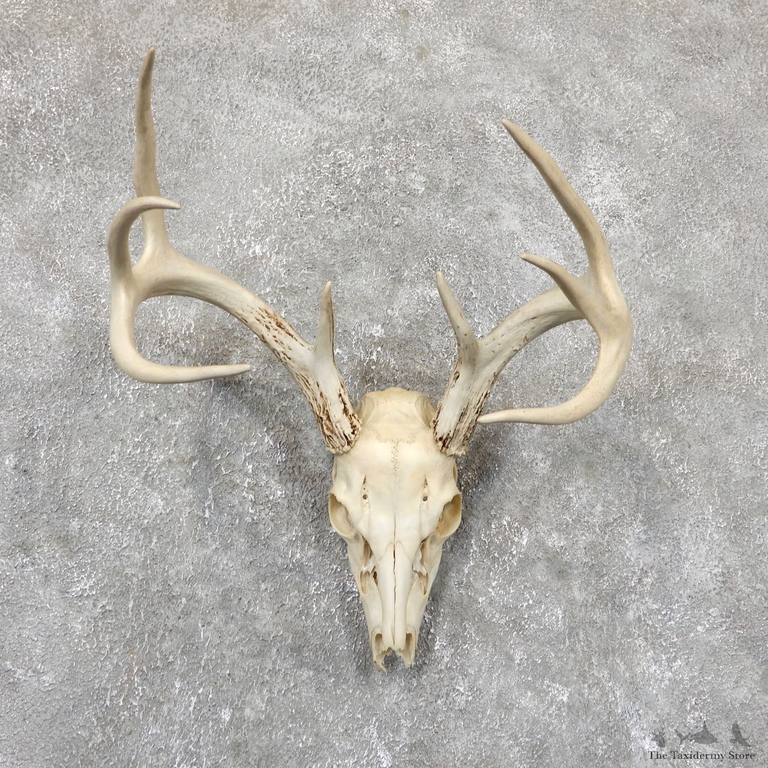 Whitetail Deer Skull European Mount For Sale #19412 @ The Taxidermy Store