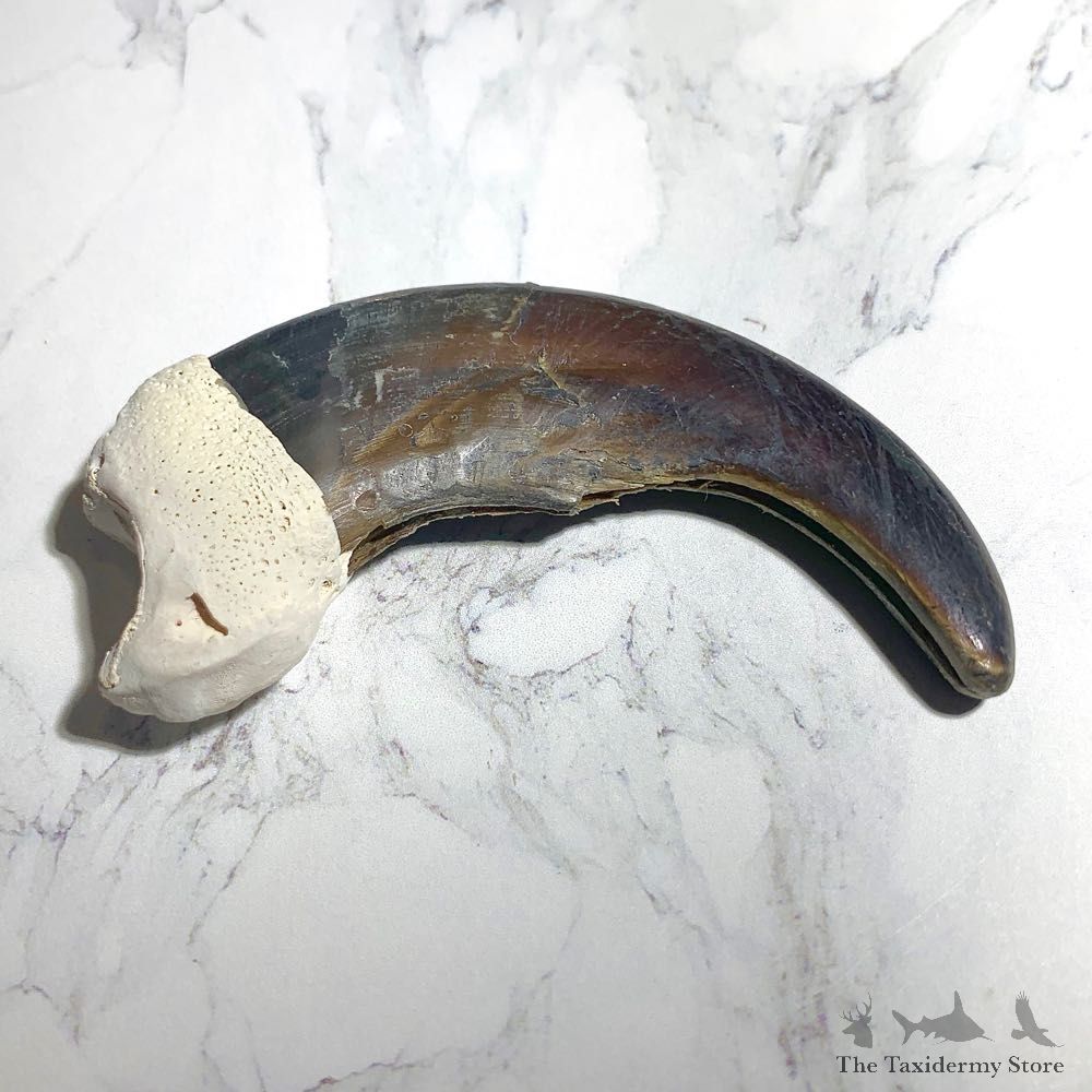 Grizzly Bear Claw For Sale #23790 - The Taxidermy Store