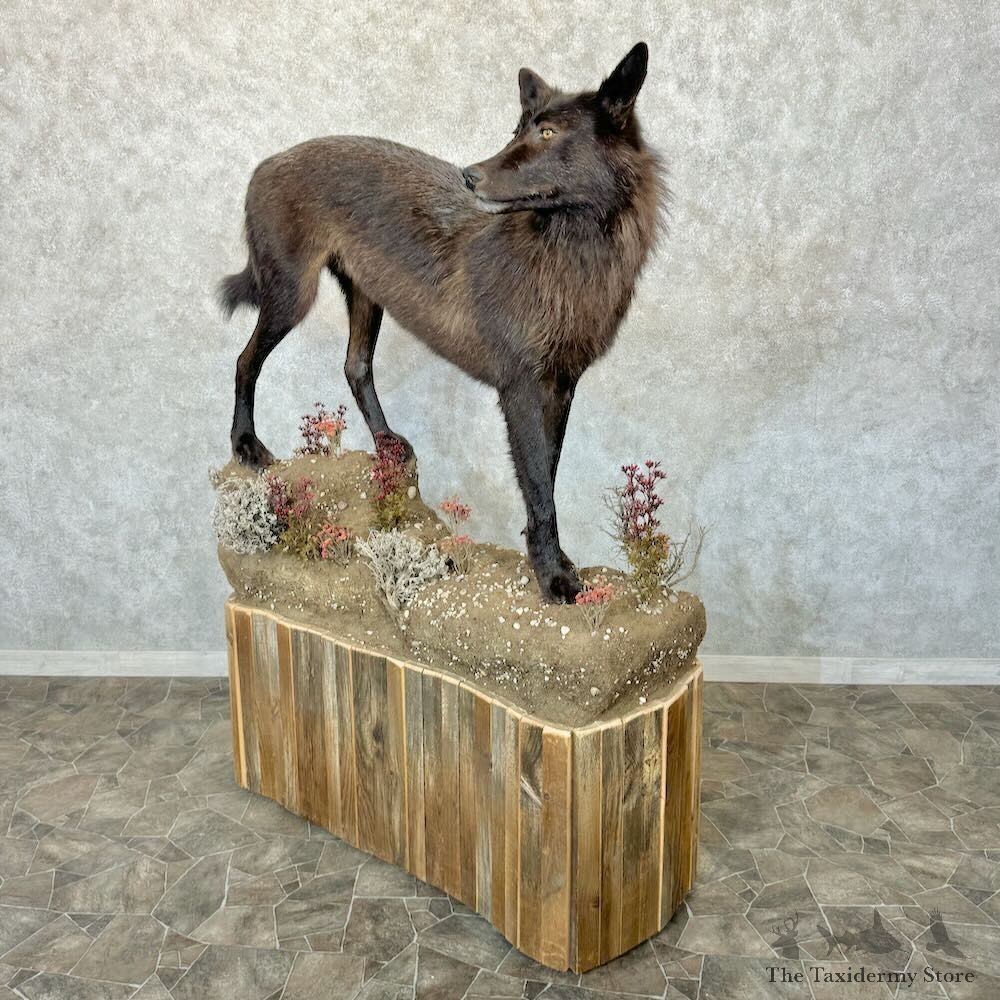 Alaskan Black Wolf Mount For Sale #29055 @ The Taxidermy Store