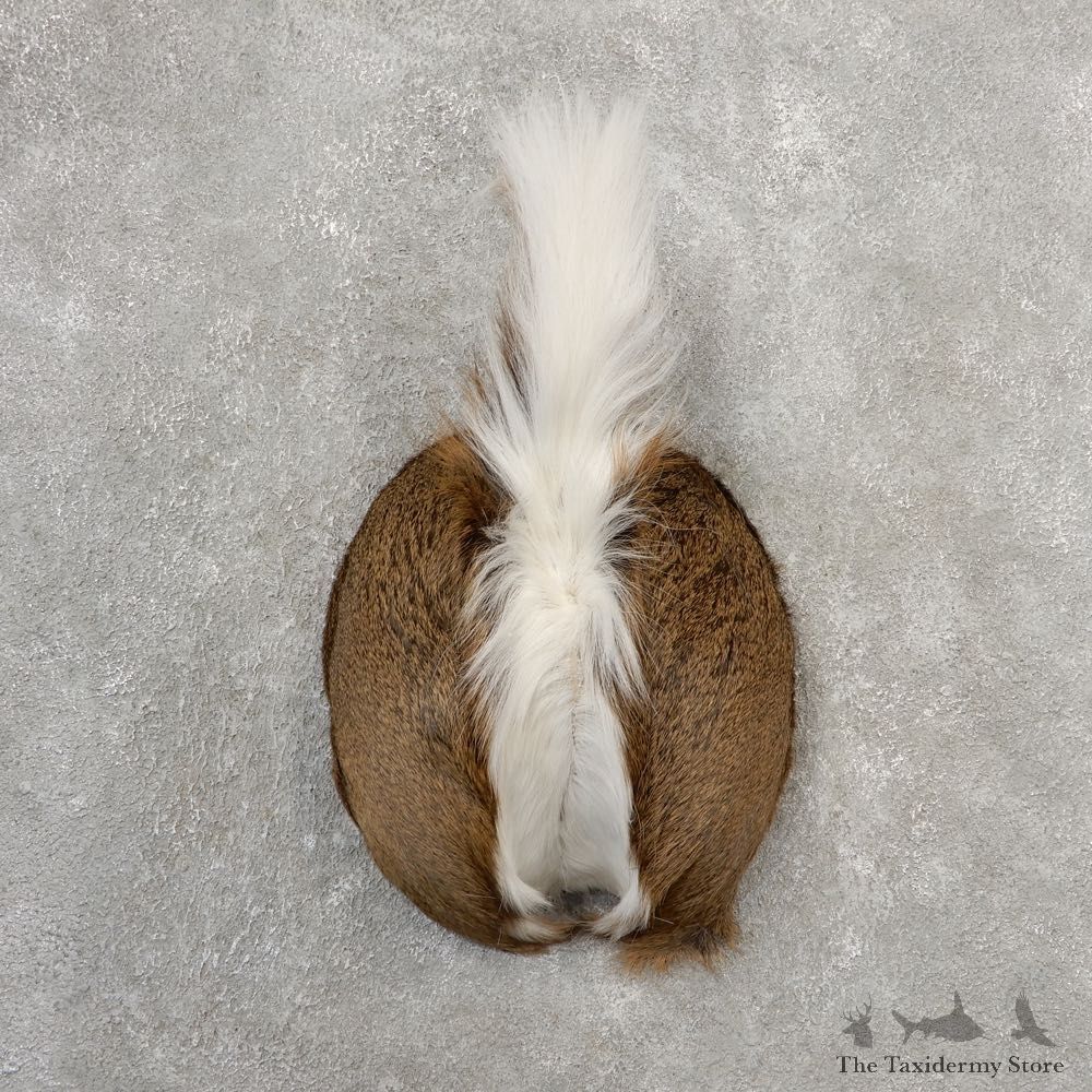 Whitetail Deer Rump Mount For Sale #21132 @ The Taxidermy Store