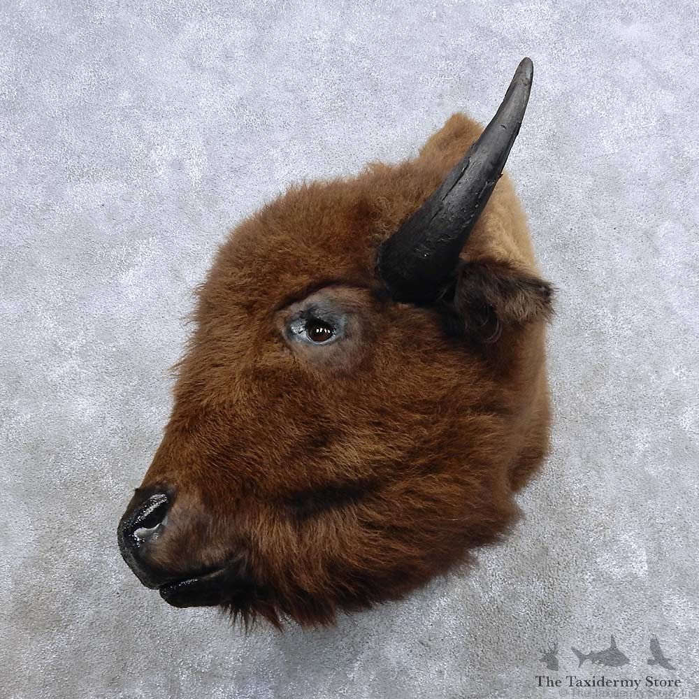 American Buffalo Shoulder Mount For Sale #15686 @ The Taxidermy Store