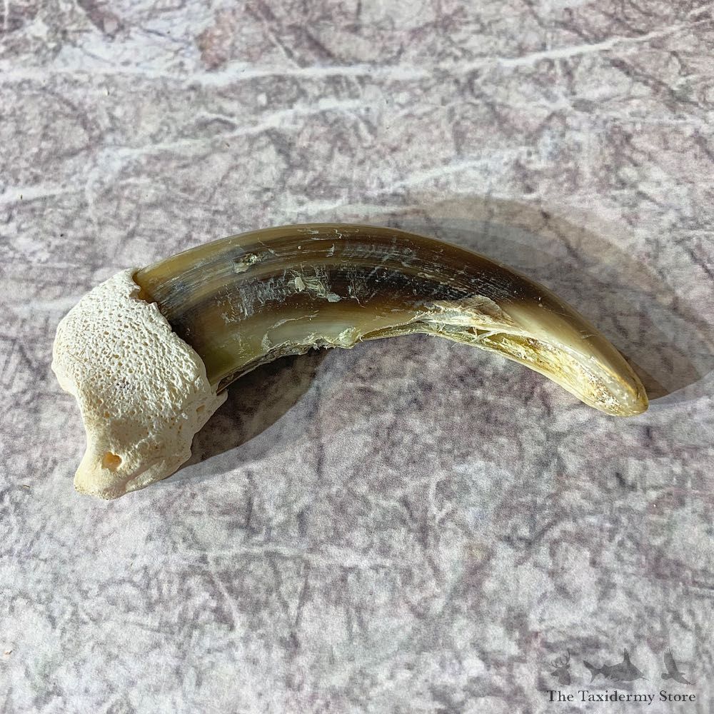 Grizzly Bear Claw For Sale #21889 @ The Taxidermy Store