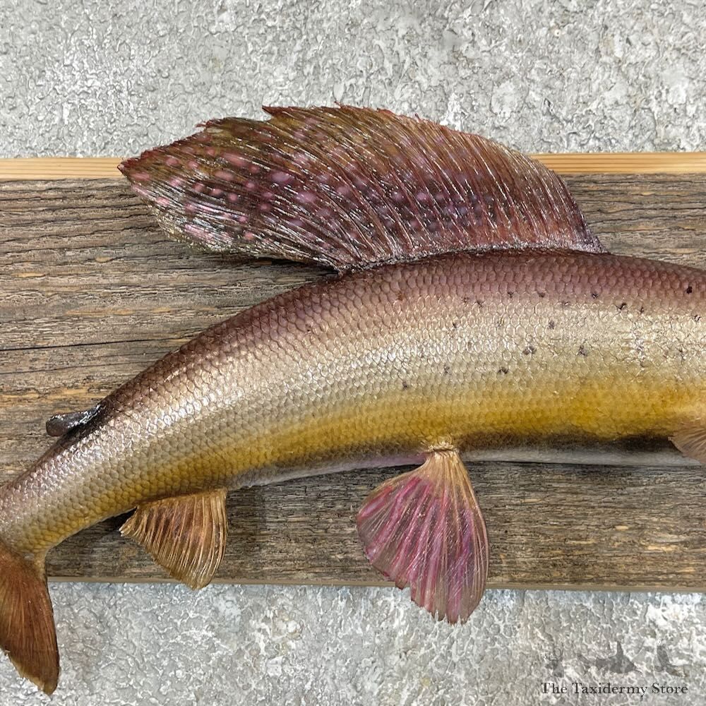 Arctic Grayling Fish Mount For Sale #27462 @ The Taxidermy Store