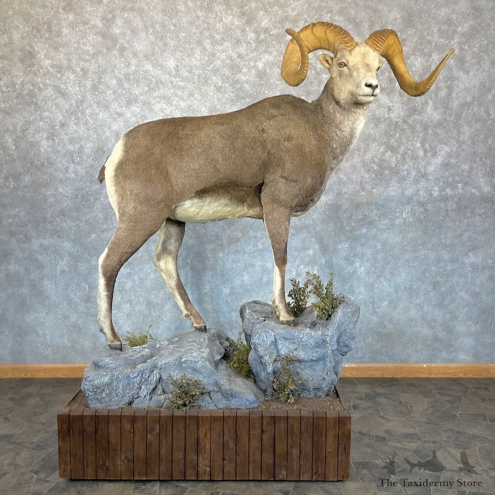 Stone Sheep Life-Size Mount For Sale #28095 @ The Taxidermy Store