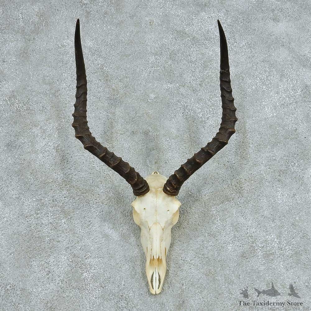 Impala Skull Horns European Mount #13727 For Sale @ The Taxidermy Store