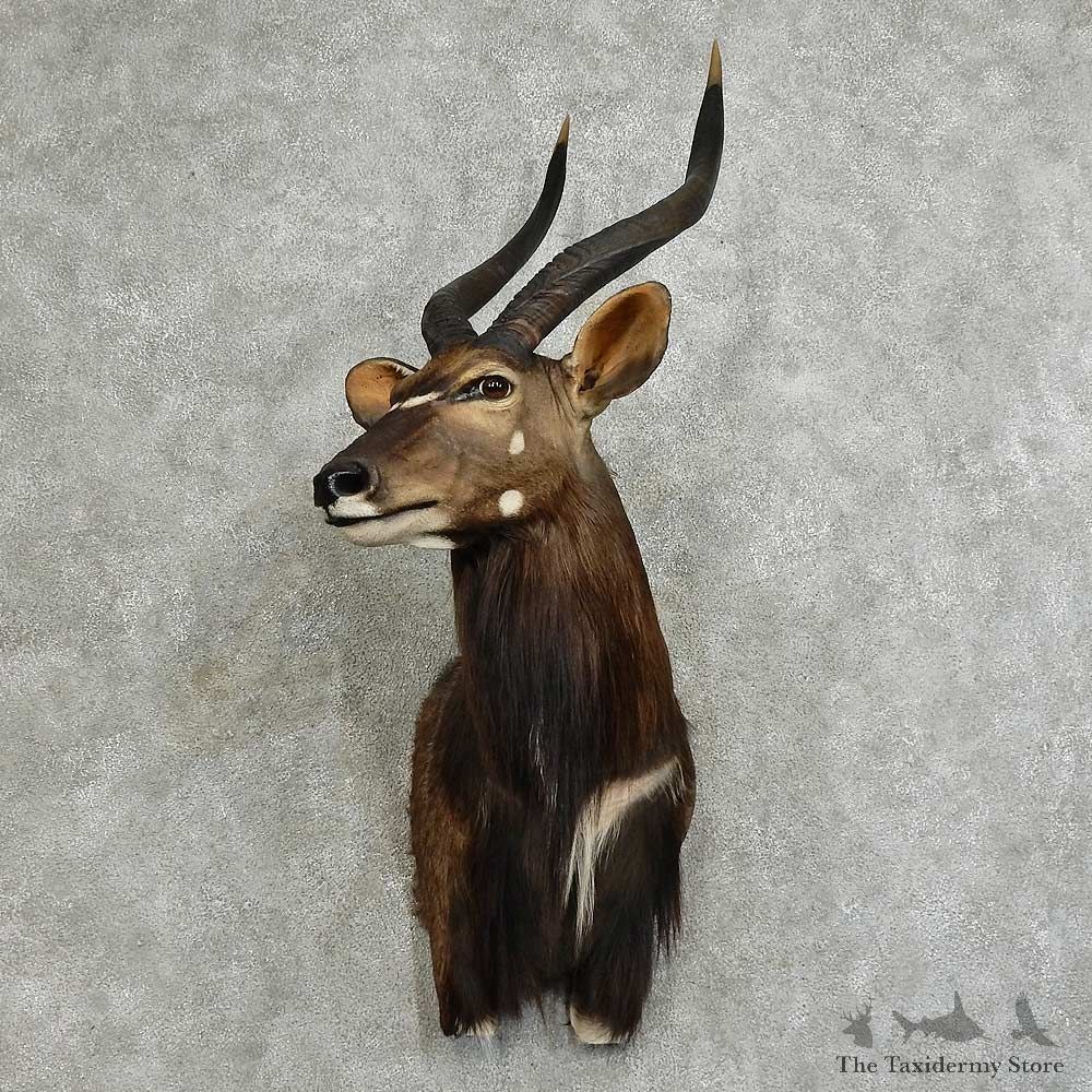 African Nyala Shoulder Mount For Sale #16089 @ The Taxidermy Store