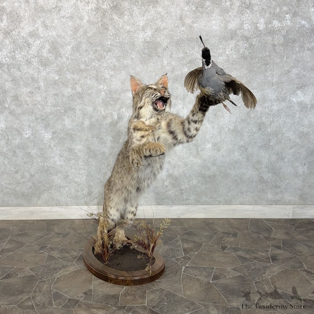 Bobcat With California Quail Mount For Sale #30297 @ The Taxidermy Store