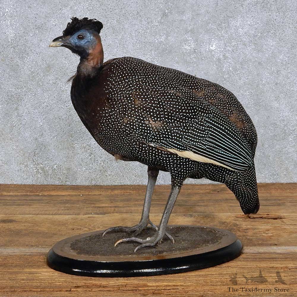 Standing Crested Guineafowl Bird Mount For Sale #14438 @ The Taxidermy Store