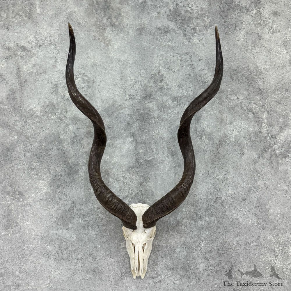 Greater Kudu Skull & Horns European Mount For Sale #32397 @ The Taxidermy Store