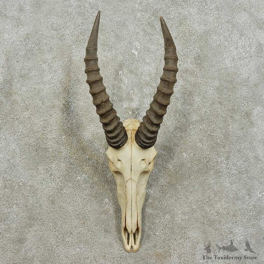 Topi Skull & Horn European Mount For Sale #15844 @ The Taxidermy Store