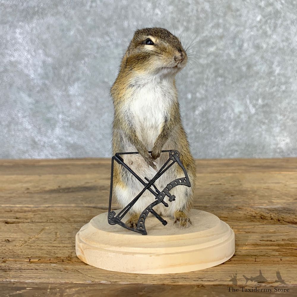 Bow Hunting Chipmunk Novelty Mount For Sale #23258 @ The Taxidermy Store