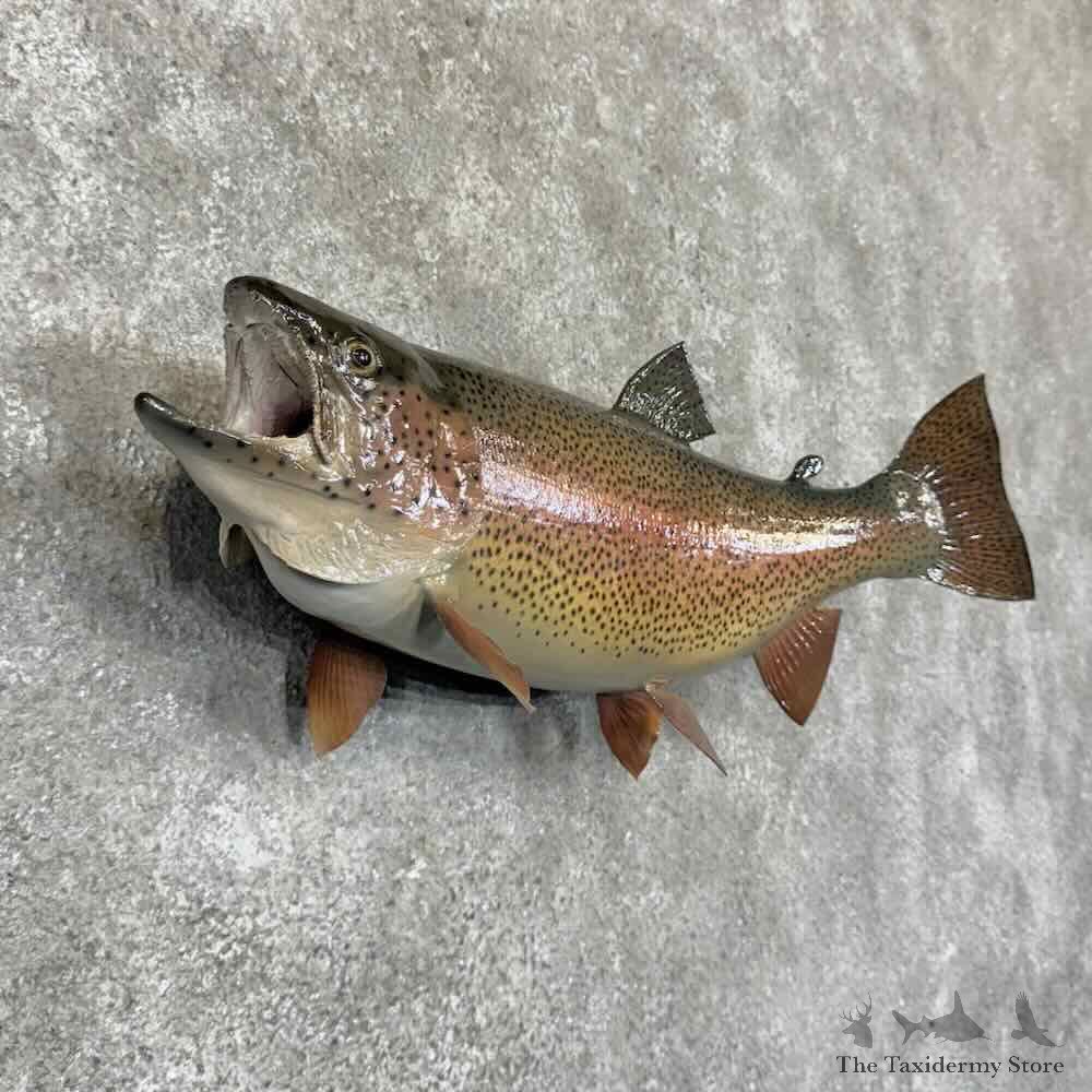 Rainbow Trout Fish Mount For Sale #31366 @ The Taxidermy Store