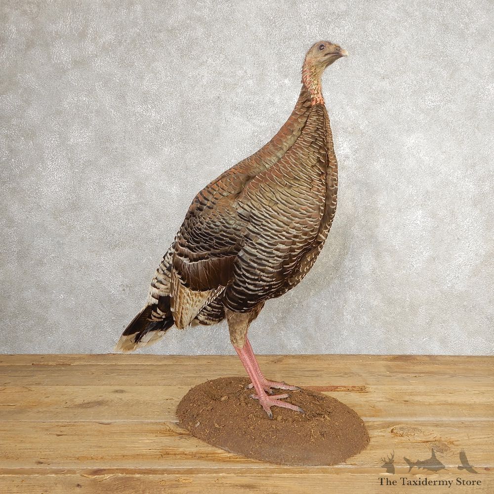 Eastern Turkey Bird Mount For Sale #21009 @ The Taxidermy Store