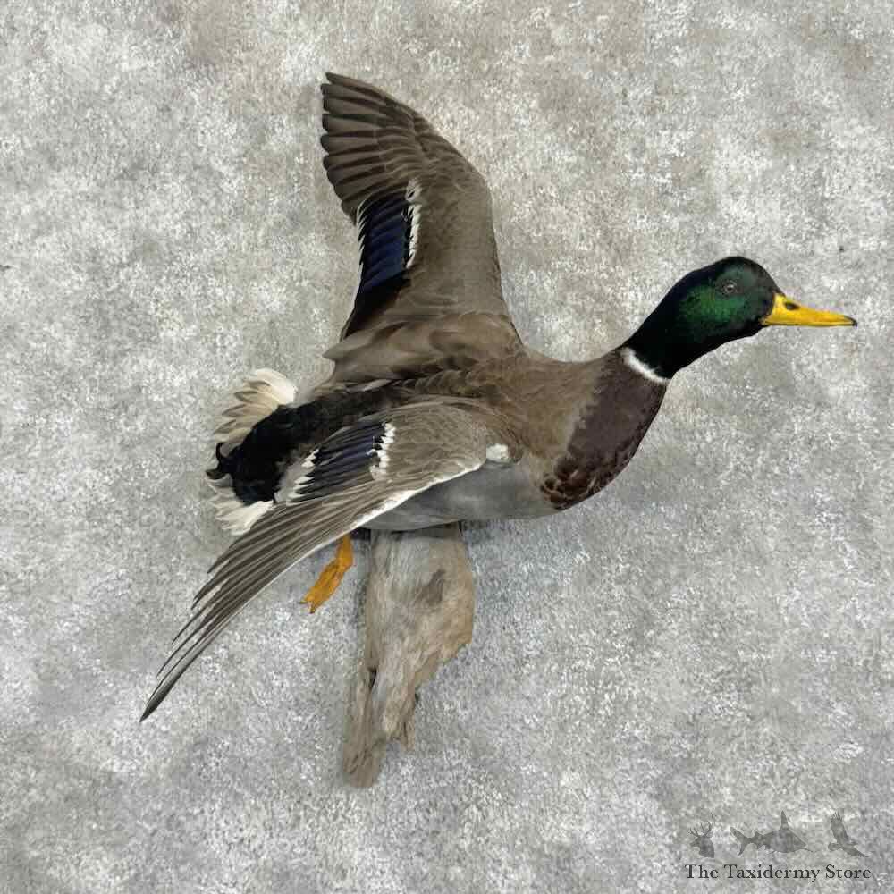Mallard Duck Drake Bird Mount For Sale #31053 @ The Taxidermy Store