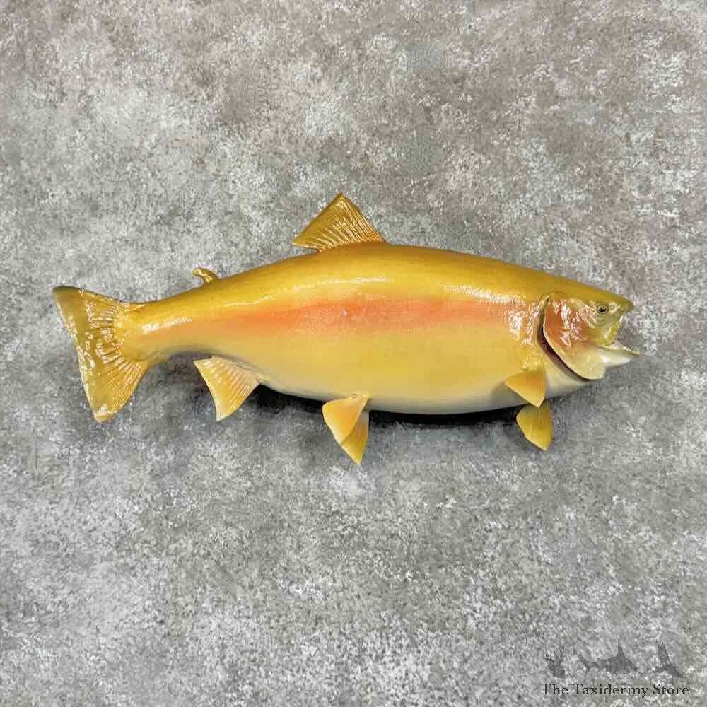 Palomino Trout Fish Mount For Sale #31364 @ The Taxidermy Store