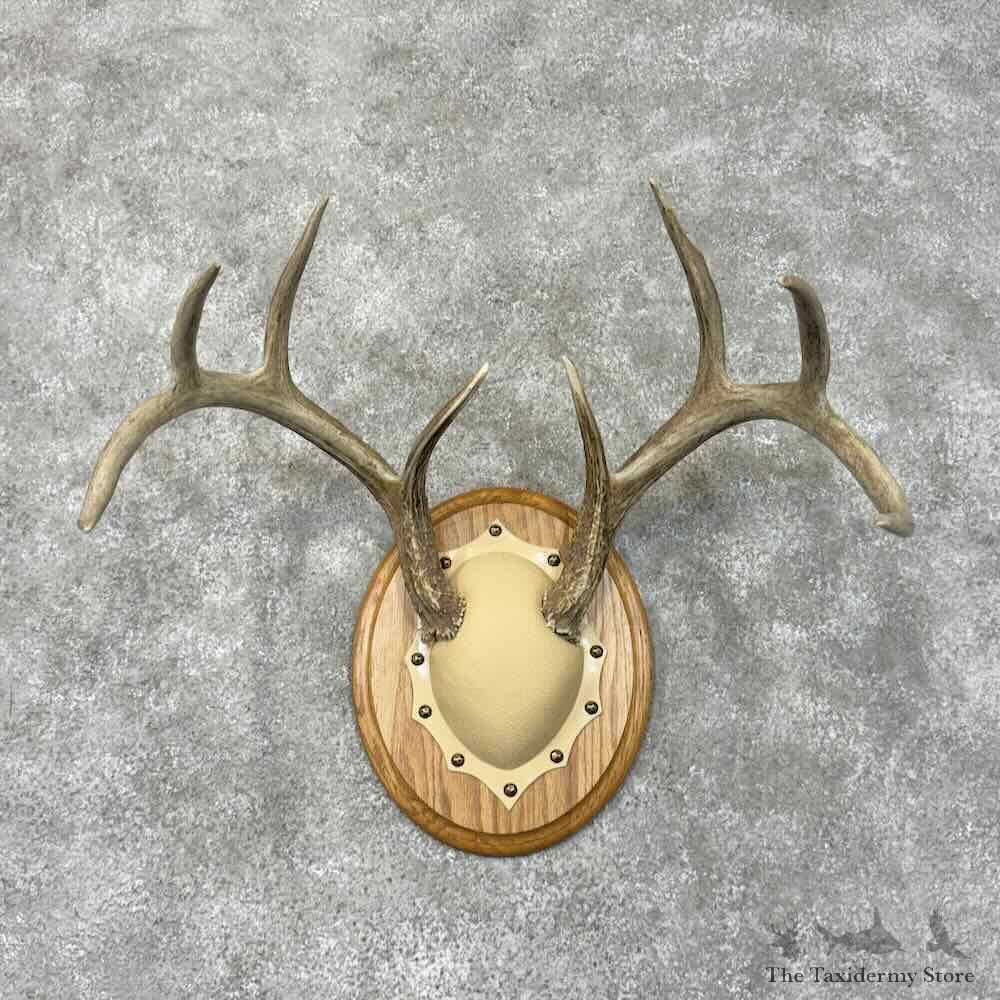Whitetail Deer Antler Plaque Mount For Sale #30479 @ The Taxidermy Store