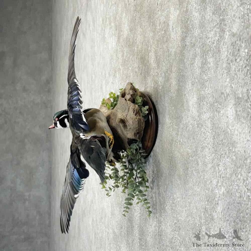 Wood Duck Bird Mount For Sale #30844 @ The Taxidermy Store